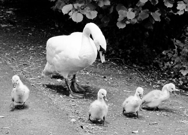 Foto cisnes e cisnes no campo