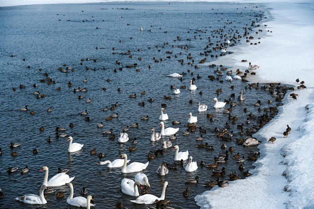 Cisnes e patos nadam em um lago descongelado no inverno.