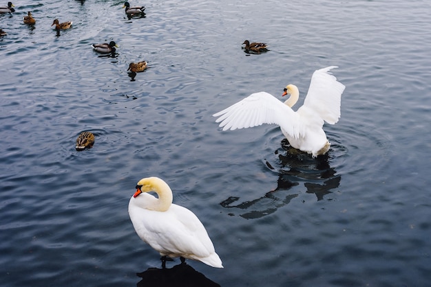 Cisnes e patos no lago.