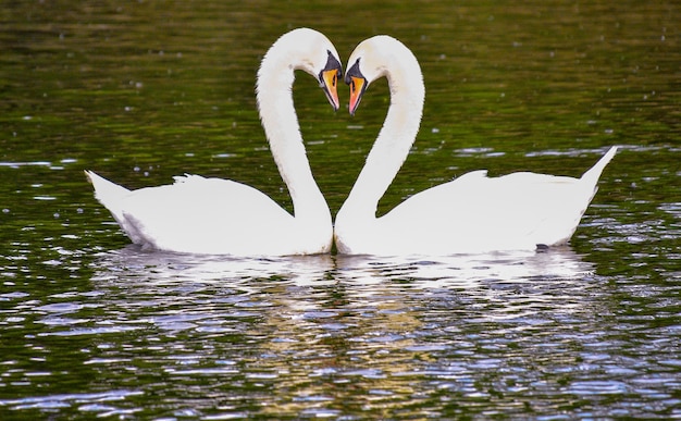 Cisnes em forma de coração a nadar no lago