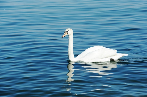 Cisnes em um lago