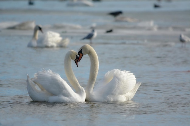 Los cisnes enamorados