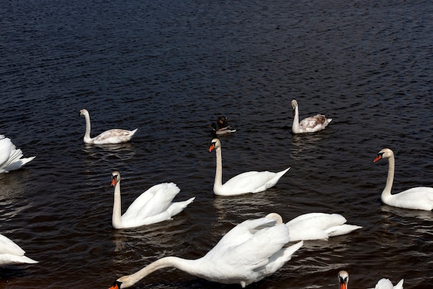 Cisnes flotando en el lago.