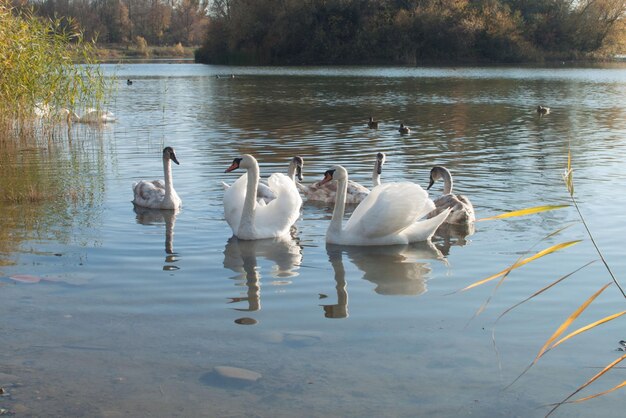 Cisnes flotando en el lago.