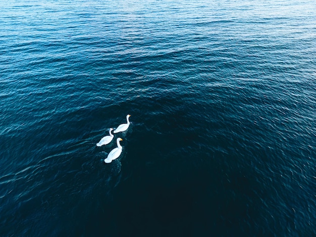 Cisnes flotantes en el agua