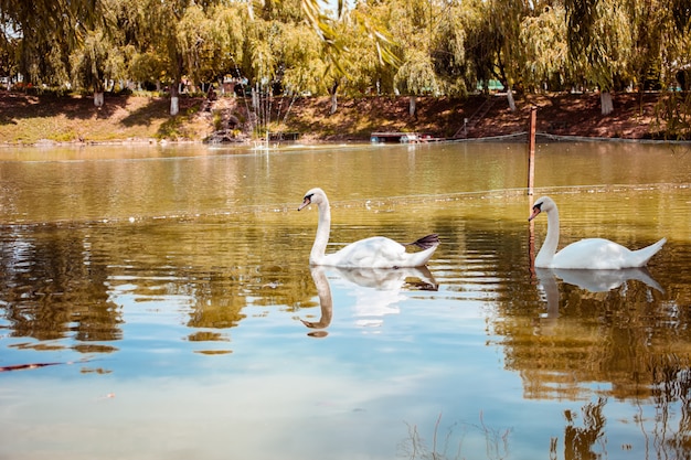 Cisnes flutuam no lago