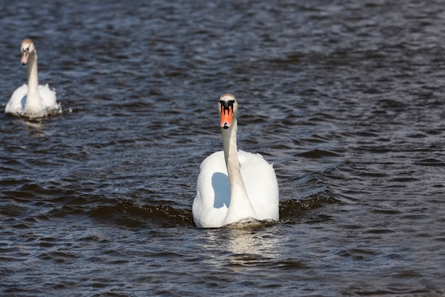 cisnes flutuando no lago