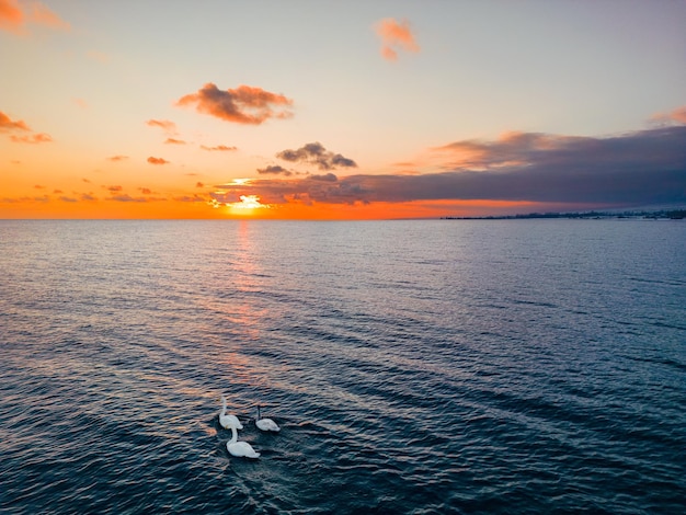 Cisnes flutuantes durante o pôr do sol