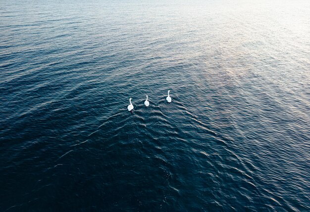 Cisnes flutuantes na água