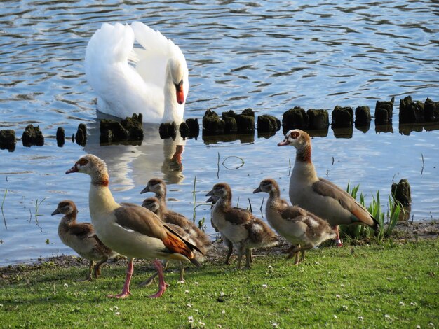 Foto cisnes y gansos en el lago