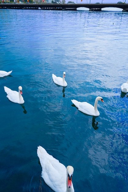 Cisnes en Ginebra Ginebra de Suiza Suiza