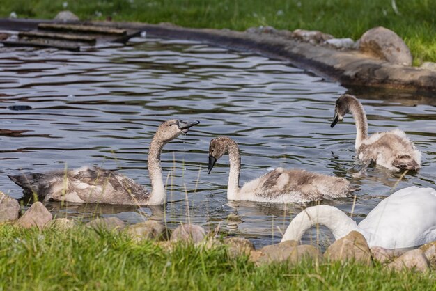 Los cisnes grises jóvenes nadan en el estanque en verano. Pájaro.