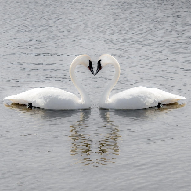 Los cisnes hacen forma de corazón en el lago