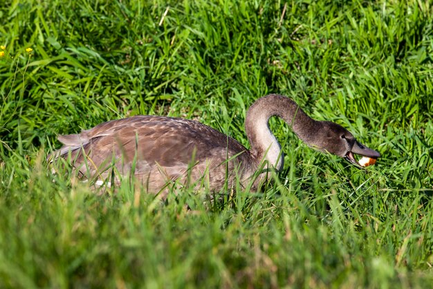 Cisnes jóvenes cerca de la orilla del río en la temporada de verano