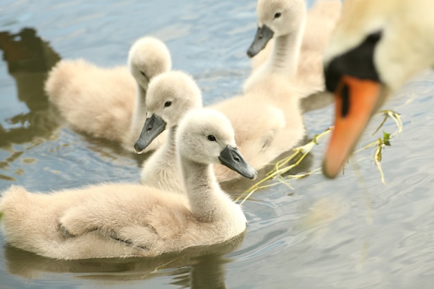 Cisnes jóvenes descansando en el borde del estanque del bosque