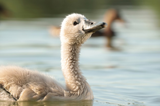 Cisnes jóvenes en el estanque al atardecer