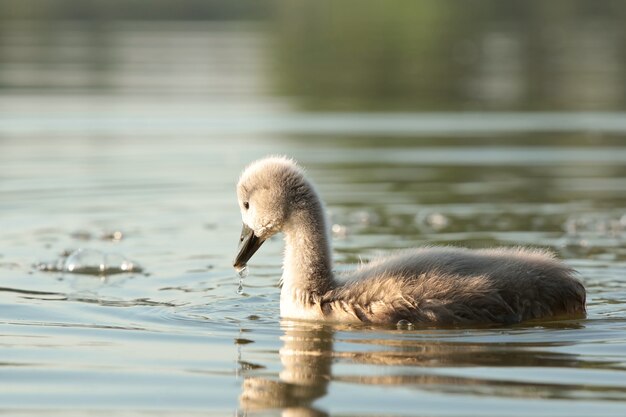 cisnes jóvenes nadan en el estanque al amanecer