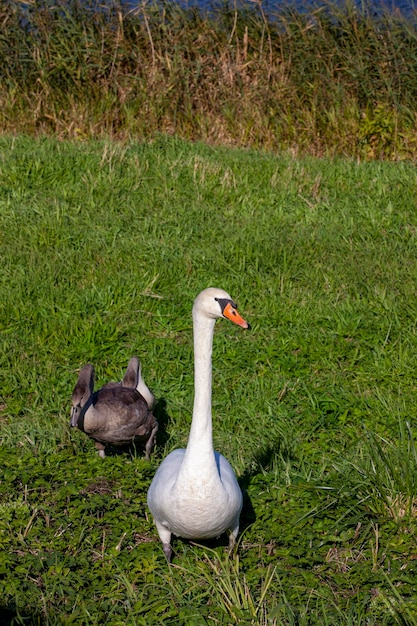 Cisnes jovens perto da margem do rio na temporada de verão