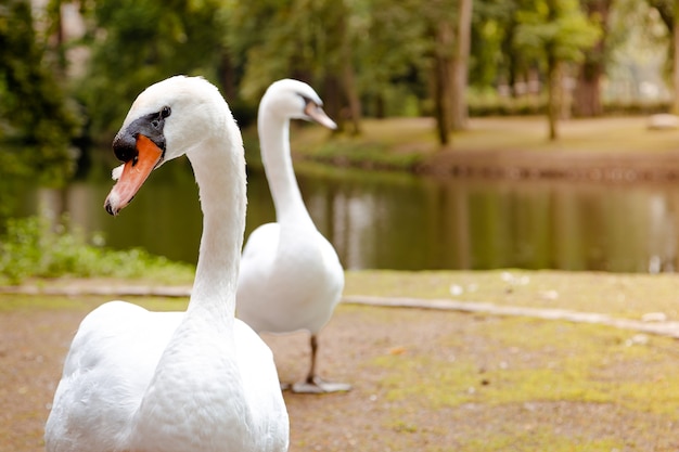 Cisnes junto a un lago al atardecer