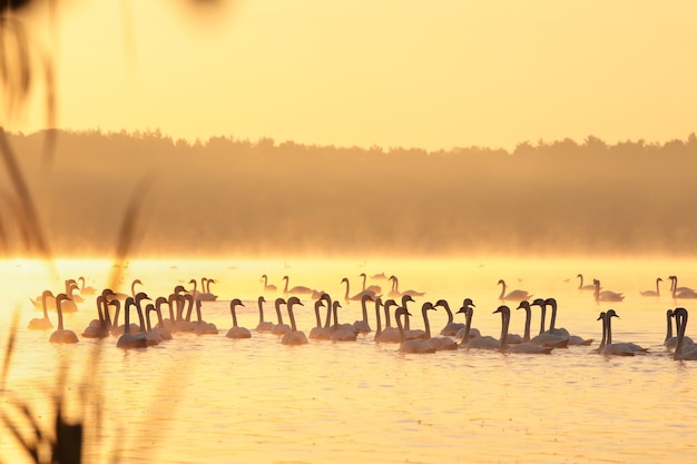 Cisnes en el lago al amanecer