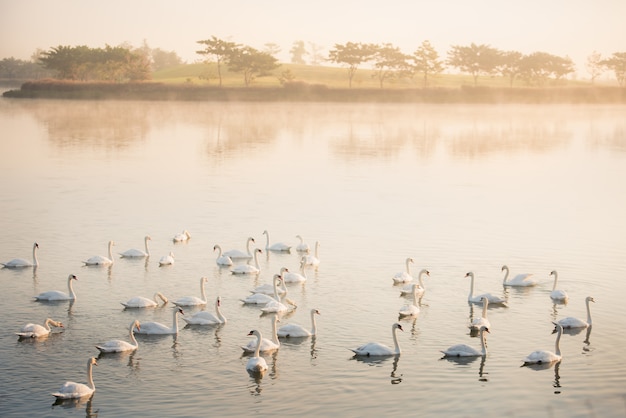 Cisnes en el lago al amanecer