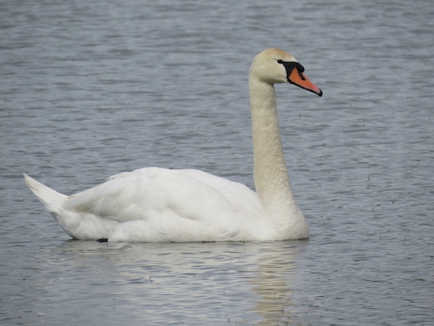 cisnes en el lago en el pueblo