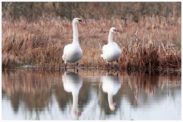 Foto cisnes en un lago