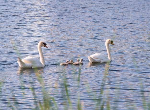 Cisnes en el lago