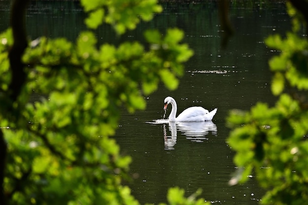 Cisnes en el lago