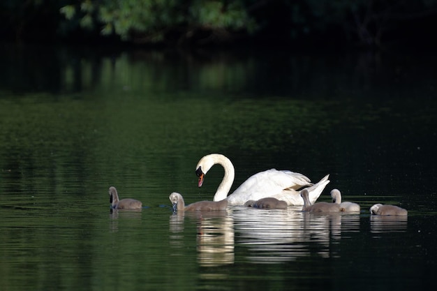 Cisnes en el lago