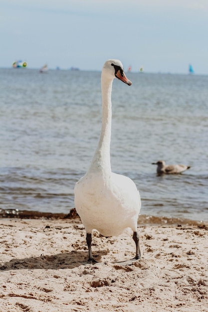 Cisnes en el Mar Báltico en Gdansk