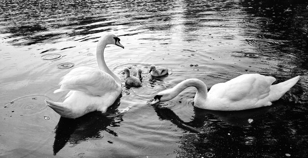 Foto cisnes mudos y cisnes nadando en el lago durante la lluvia