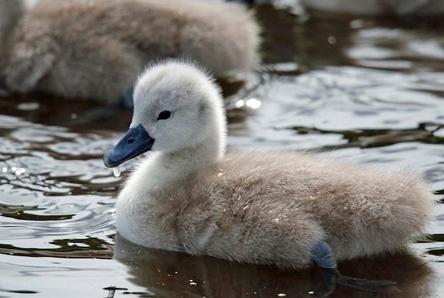 Cisnes mudos de cisne em um lago