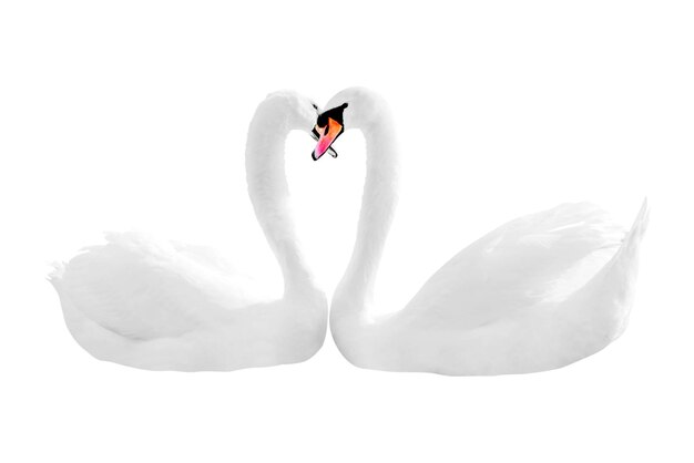 Foto cisnes mudos png clipart pássaro fundo transparente