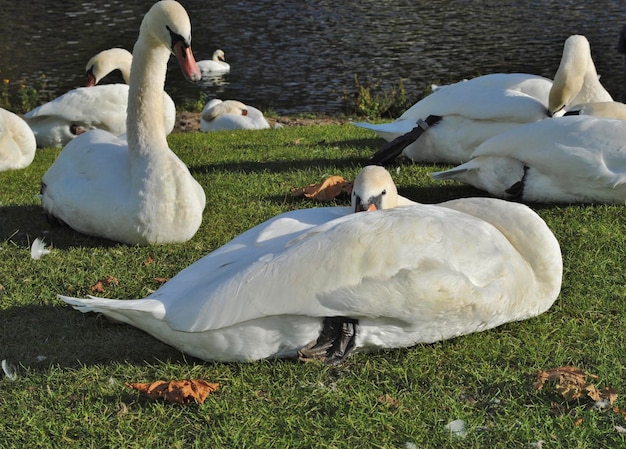 Foto cisnes mudos relajándose en la orilla del lago