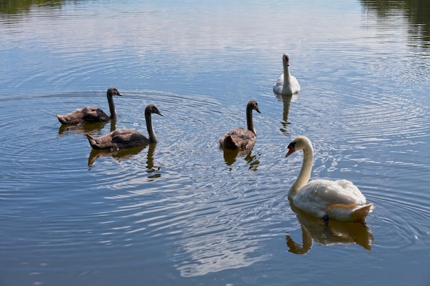 Cisnes mudos y sus pollitos