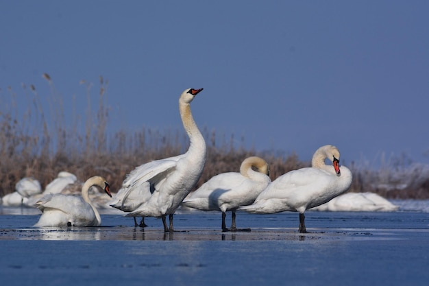 Cisnes na água contra o céu