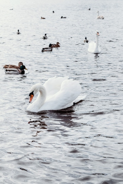 Cisnes na água. os pássaros nadam no lago.