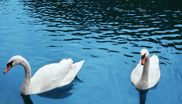 Cisnes na lagoa em um parque de outono