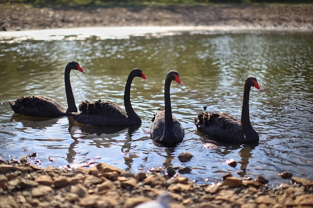 Cisnes na lagoa
