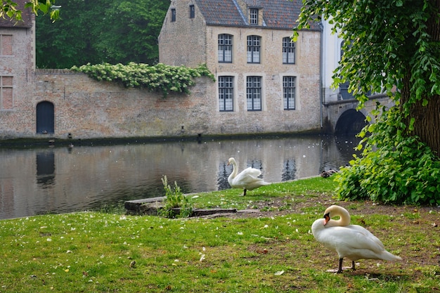 Cisnes na margem de um canal perto da beguinaria de begijnhof na cidade de bruges, na bélgica