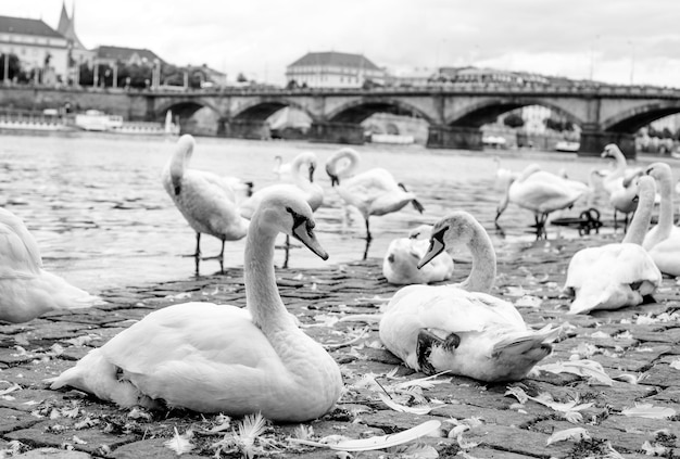 Foto cisnes na margem do rio