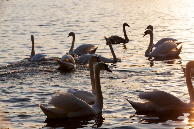 Cisnes na primavera, um belo grupo de pássaros aquáticos cisnes em um lago ou rio, um grupo de cisnes que nadam na água