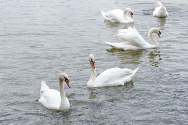 Cisnes nadam juntos no lago