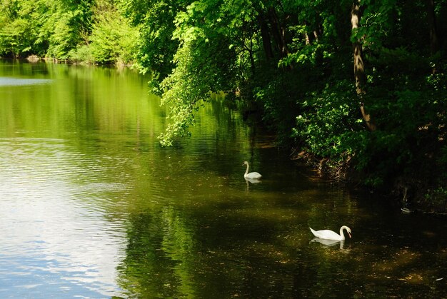 Cisnes nadam no lago natural de verão