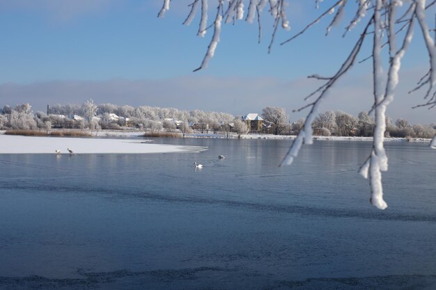 Cisnes nadam no lago no inverno.