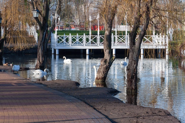 Los cisnes nadan en el lago, parque de la ciudad.