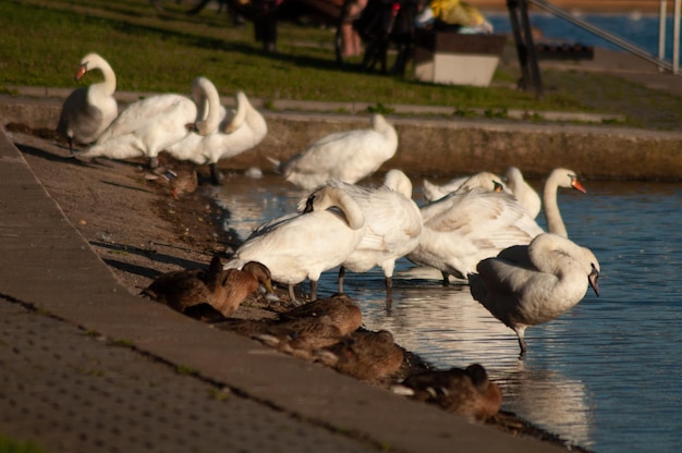 los cisnes nadan en el lago