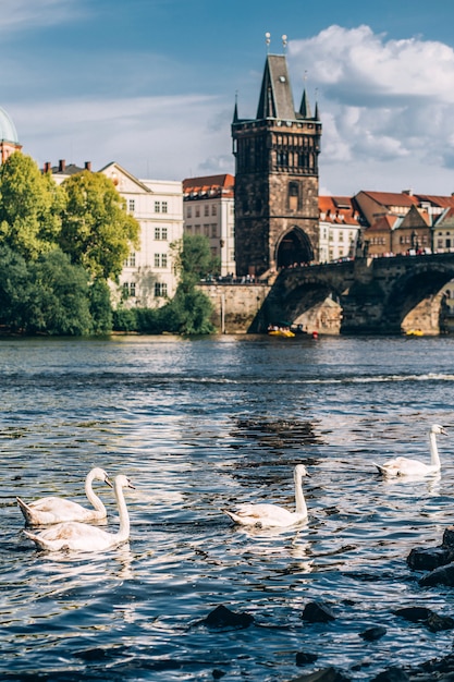 los cisnes nadan en el río Moldava