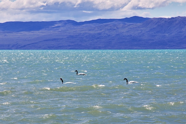 Cisnes nadando en el lago en El Calafate